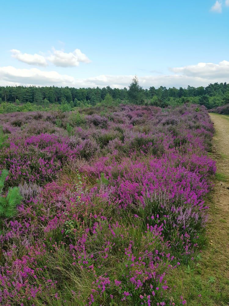 hurtwood heather