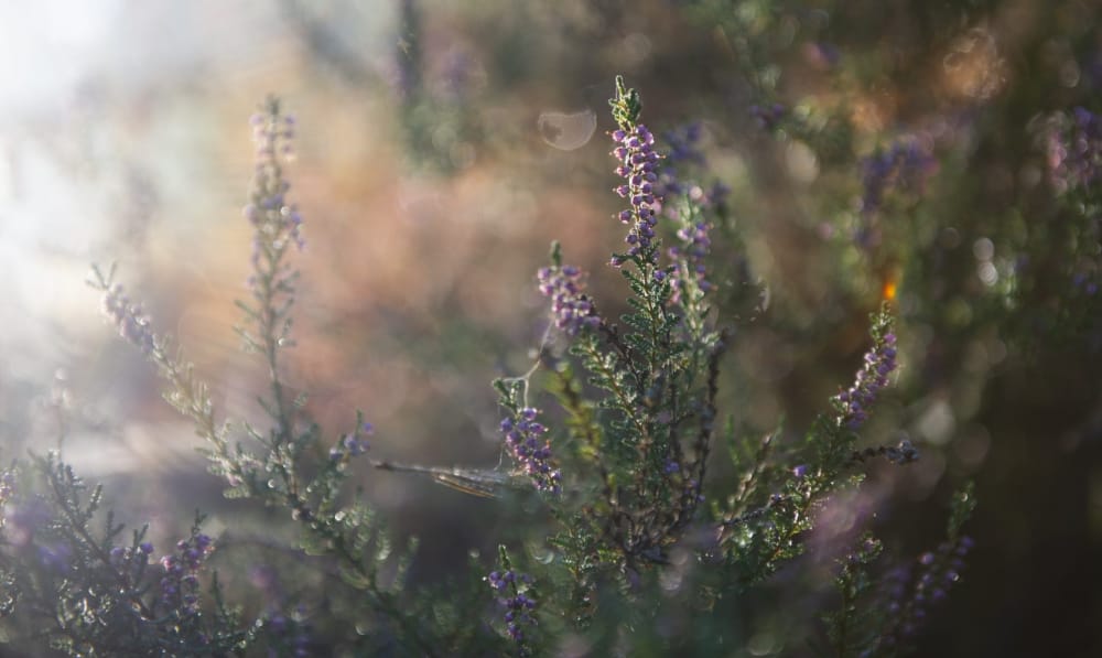 Heather on Hurtwood